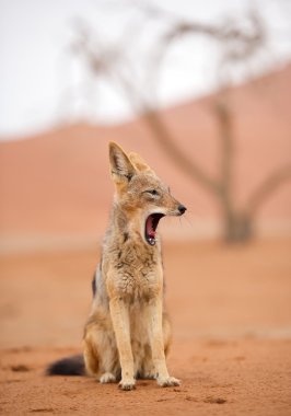 Young jackal with open mouth clipart