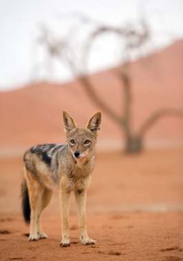 Young jackal standing on red sand clipart