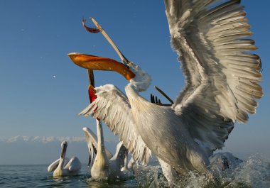 Üç Dalmaçyalı pelikanlar
