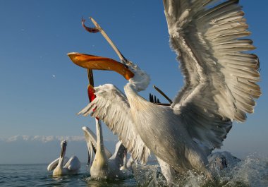 Three dalmatian pelicans clipart
