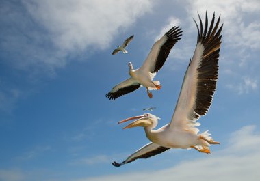Two white pelicans clipart