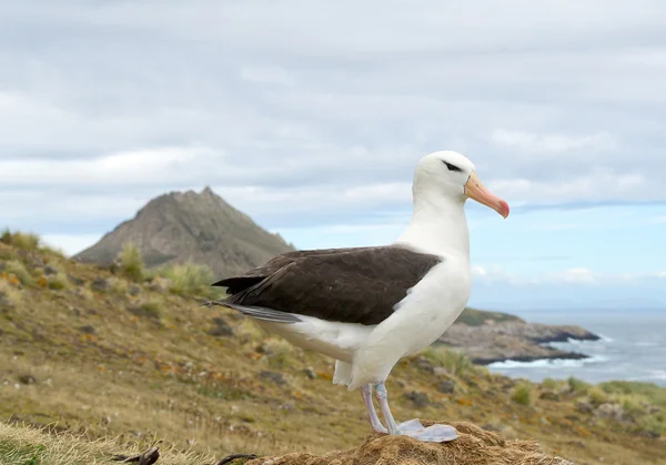 Zwarte browed albatross — Stockfoto