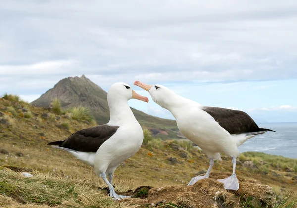 Par de albatros fruncidos negros — Foto de Stock