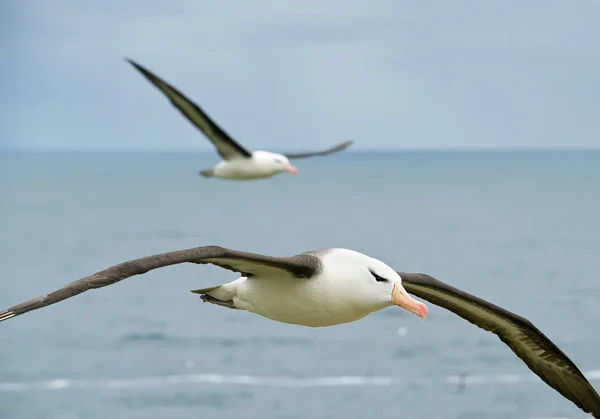 Albatros bruns noirs volant — Photo