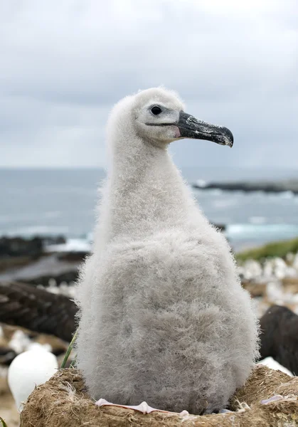 Albatross fruncido negro joven — Foto de Stock