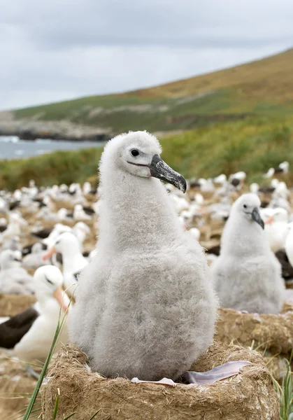 Junger Schwarzbrauenalbatros — Stockfoto