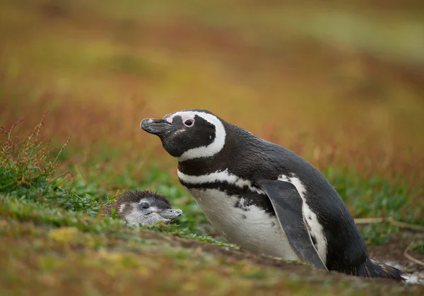 Магеллановий пінгвін з куркою — стокове фото