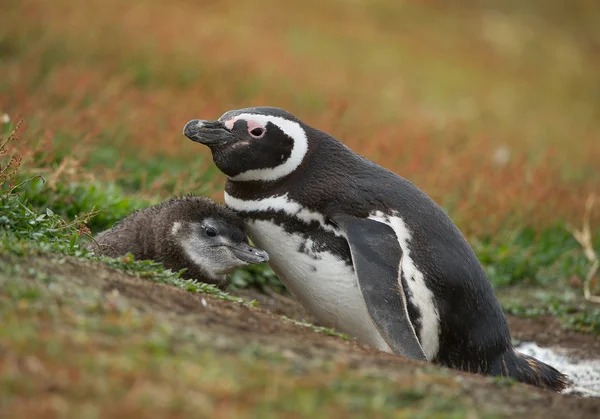 マゼラン ペンギンのひよこと — ストック写真