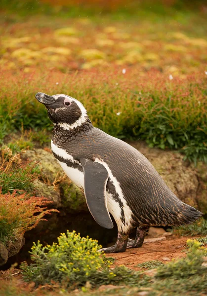 Магелланові пінгвінів в трав'янистих фону — стокове фото