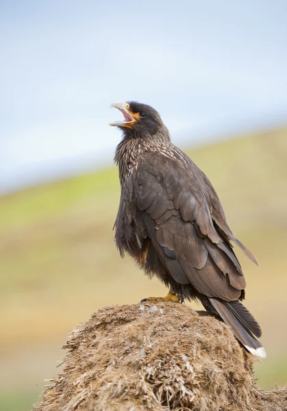 Chimango seduto sulla roccia — Foto Stock