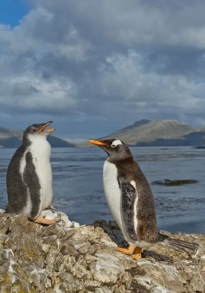 Gentoo пінгвінів і Чик — стокове фото