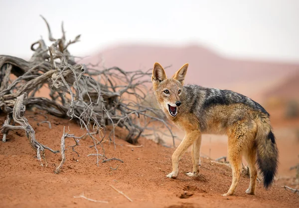 Junger Schakal steht auf rotem Sand — Stockfoto