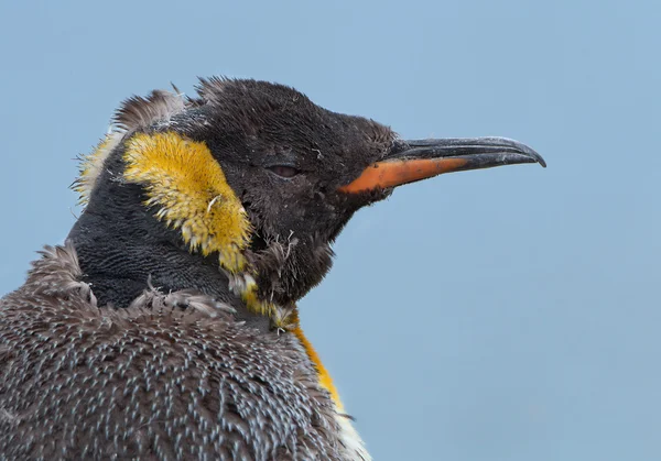 Young king penguin portrait — Stock Photo, Image