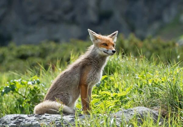 Mladí red fox — Stock fotografie