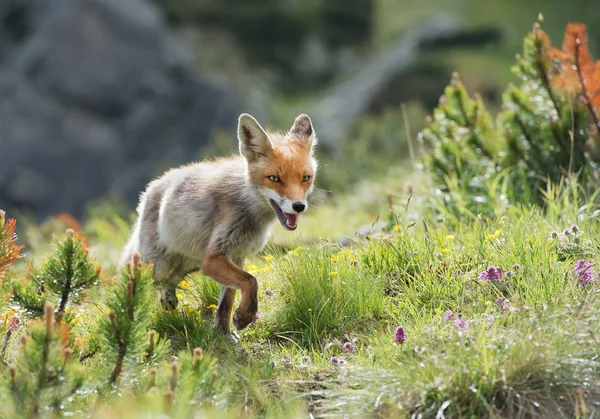 Молодой рыжий лис — стоковое фото