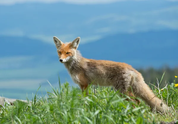 Mladá red fox, stojící na okraji kopce — Stock fotografie