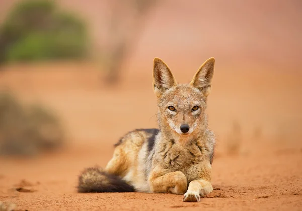 Junger Schakal liegt auf rotem Sand von sossusvlei — Stockfoto