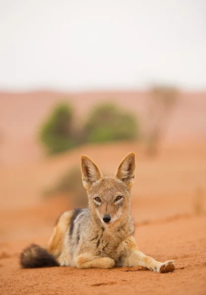 Young jackal lying on red sand — Stock Photo, Image