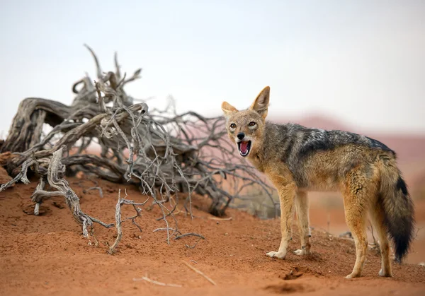 Junger Schakal steht auf rotem Sand — Stockfoto