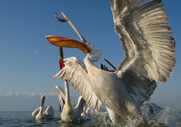 Three dalmatian pelicans