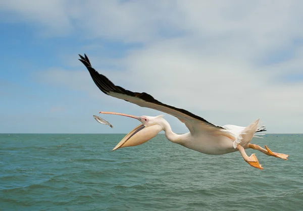 Witte pelikaan tijdens de vlucht — Stockfoto