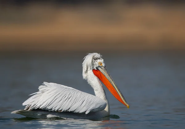İçinde renkler doğurmak tepeli pelikan — Stok fotoğraf