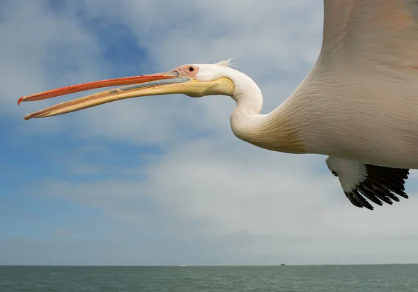 Pelikán severoamerický v letu closeup — Stock fotografie