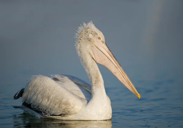 Pelícano dálmata joven en el agua — Foto de Stock