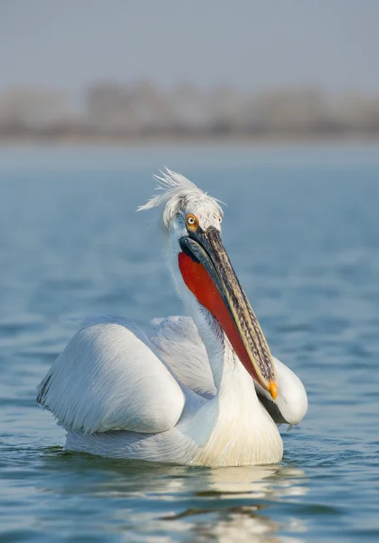 Kroeskoppelikaan in het fokken van kleuren — Stockfoto