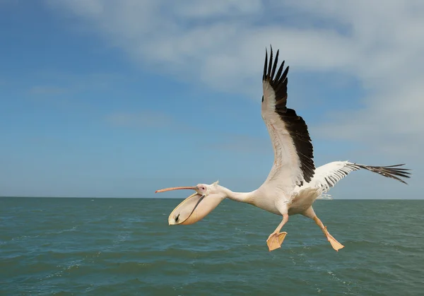 Pelícano blanco en vuelo, la captura de los peces — Foto de Stock