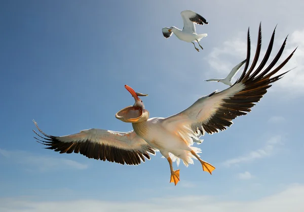 Pelícano blanco en vuelo, la captura de los peces — Foto de Stock