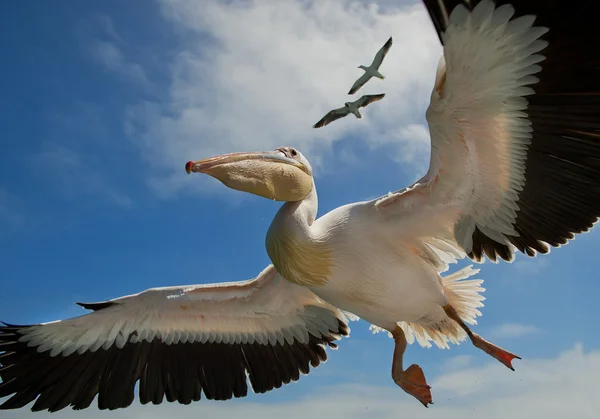 Pellicano bianco in volo primo piano — Foto Stock