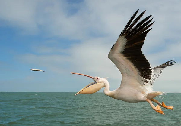 Белый пеликан в полете Стоковое Изображение