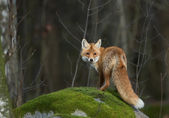 Red fox on the mossy rock