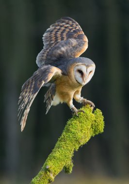 Barn owl landing on mossy perch clipart