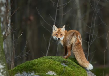 Red fox on the mossy rock clipart