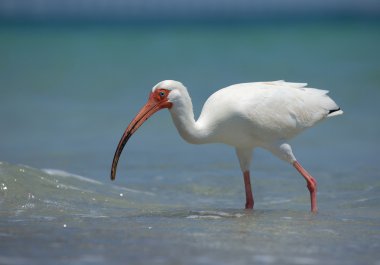 White ibis looking for food  clipart