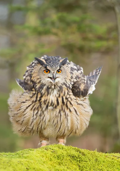 Eurasian eagle owl sitting on rock