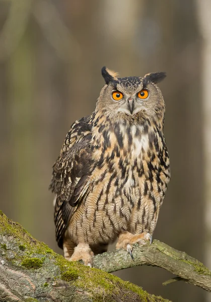 Eurázsiai fülesbagoly ült a fióktelep — Stock Fotó