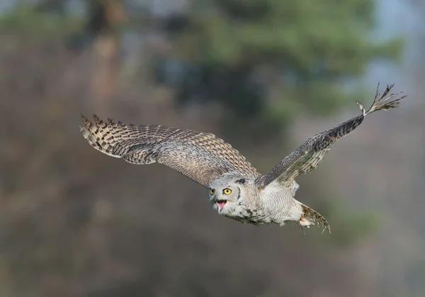 Siberian eagle owl in flight — Stock Photo, Image