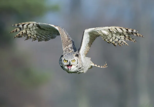 Sibiřské eagle owl v letu — Stock fotografie