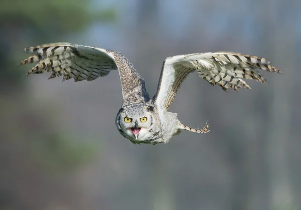 Gufo reale siberiano in volo — Foto Stock