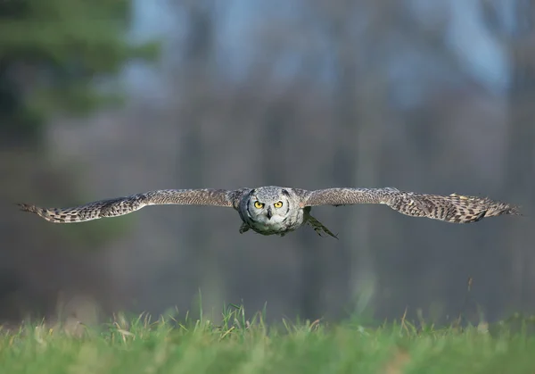 Sibiřské eagle owl v letu — Stock fotografie