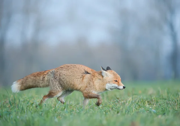 Zorro rojo corriendo en la hierba — Foto de Stock