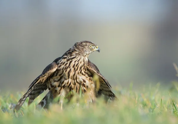 Falcon zittend op zijn prooi — Stockfoto