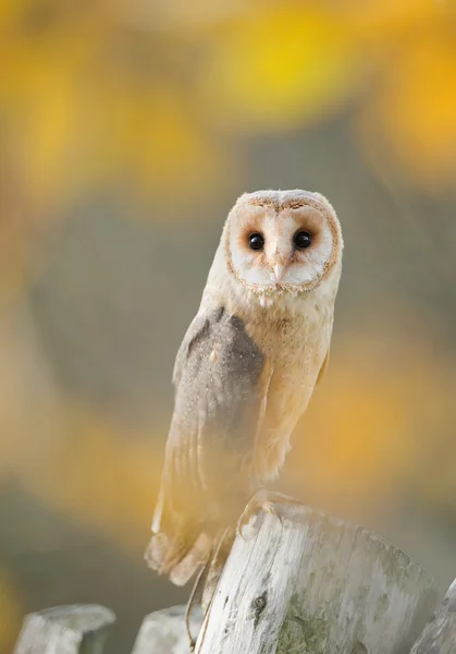 Sova pálená, sedí na plotě — Stock fotografie