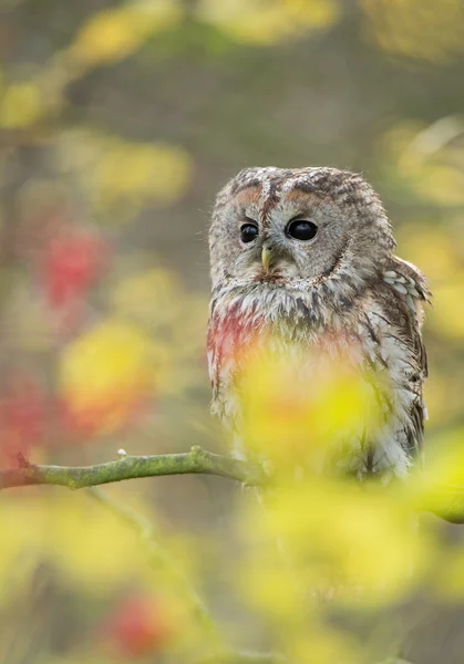 Strix zitstokken op de tak — Stockfoto