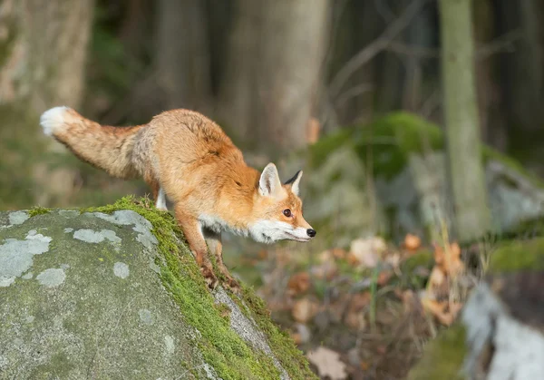 Rotfuchs auf dem moosbedeckten Felsen — Stockfoto