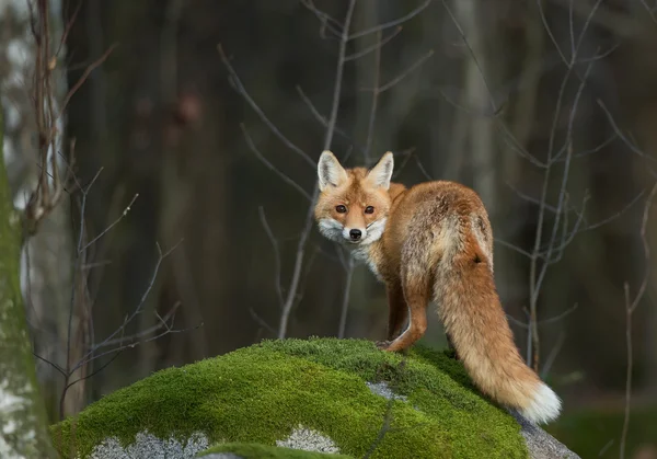 Zorro rojo en la roca musgosa — Foto de Stock