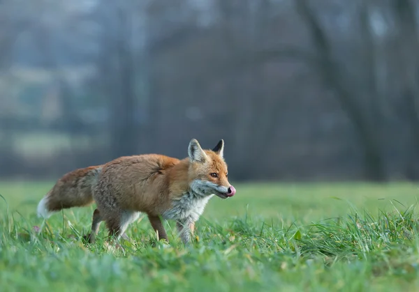 Червона лисиця в траві — стокове фото